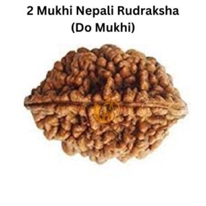 2 Mukhi Nepali Rudraksha