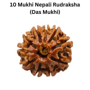 10 Mukhi Nepali Rudraksha