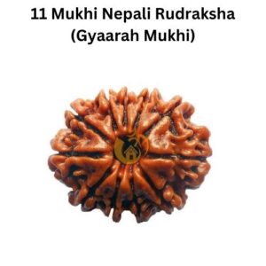 11 Mukhi Nepali Rudraksha