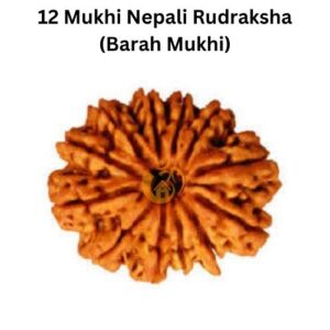 12 Mukhi Nepali Rudraksha