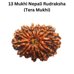 13 Mukhi Nepali Rudraksha