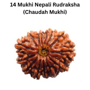 14 Mukhi Nepali Rudraksha