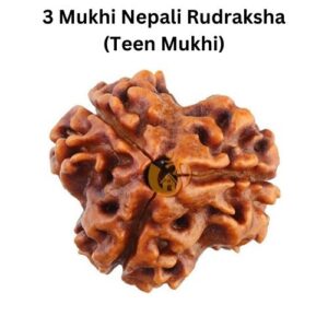 3 Mukhi Nepali Rudraksha