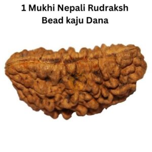 1 Mukhi Nepali Rudraksh