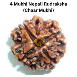 4 Mukhi Nepali Rudraksha