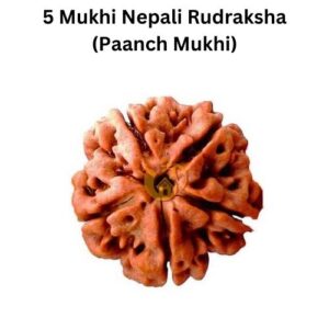 5 Mukhi Nepali Rudraksha