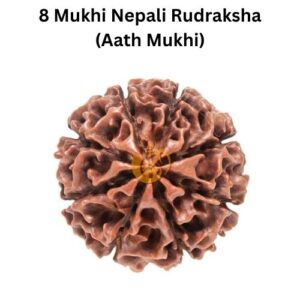 8 Mukhi Nepali Rudraksha