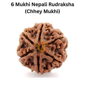 6 Mukhi Nepali Rudraksha