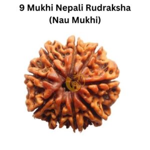 9 Mukhi Nepali Rudraksha