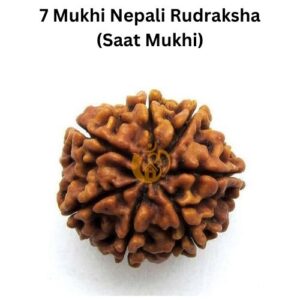 7 Mukhi Nepali  Rudraksha