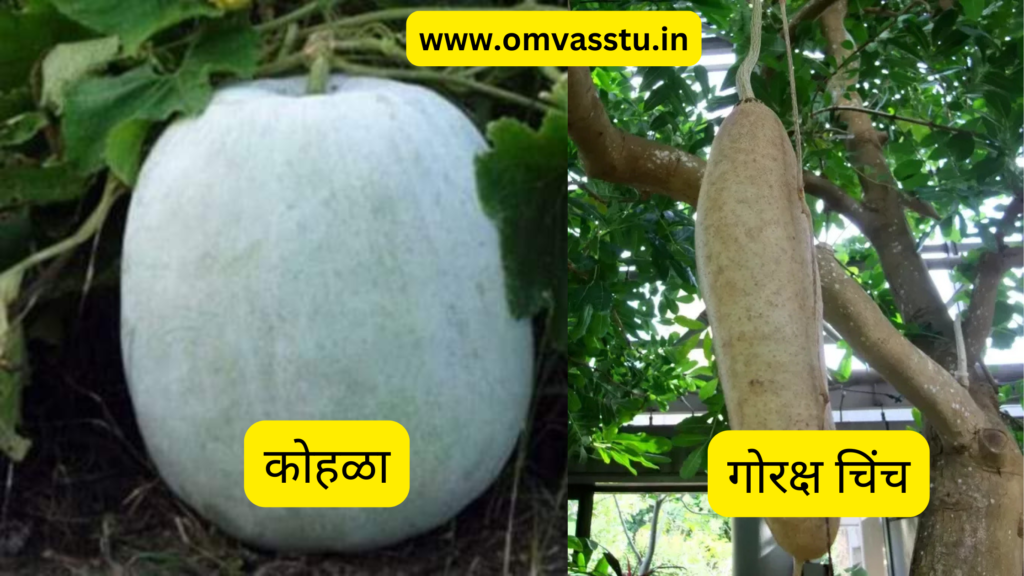 कोहळा
